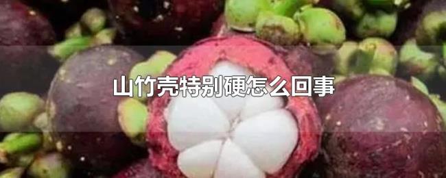 山竹壳特别硬怎么回事