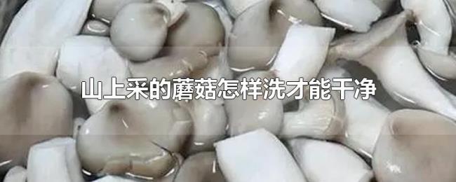 山上采的蘑菇怎样洗才能干净