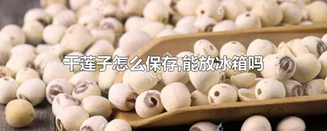 干莲子怎么保存,能放冰箱吗 干莲子怎么保存,能放冰箱吗