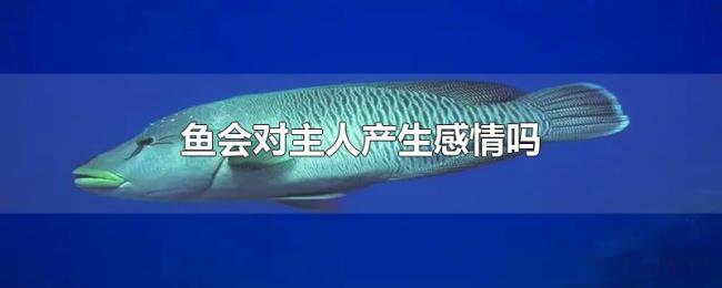 鱼会对主人产生感情吗