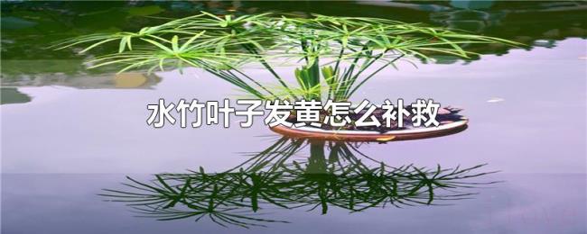 水竹叶子发黄怎么补救 水竹叶子发黄怎么补救