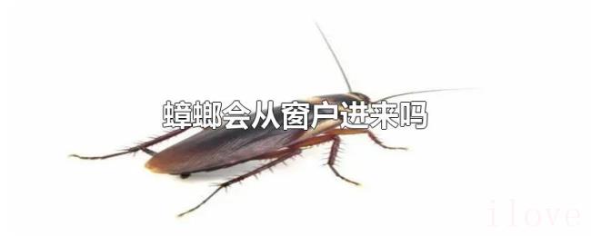 蟑螂会从窗户进来吗
