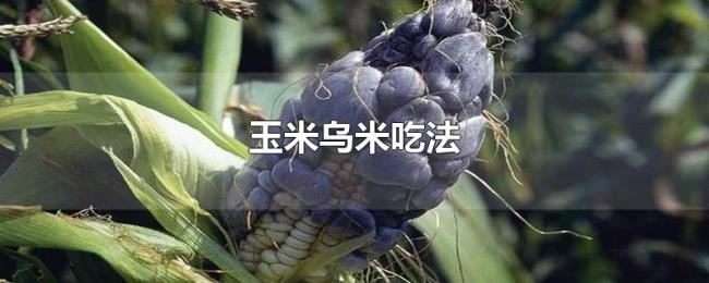玉米乌米吃法