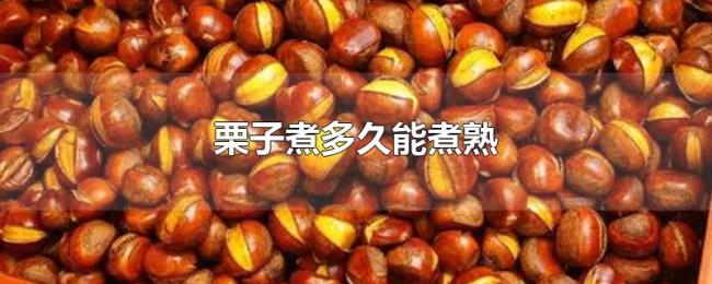栗子煮多久能煮熟 栗子煮多久能煮熟