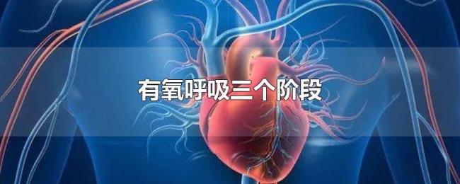 有氧呼吸三个阶段
