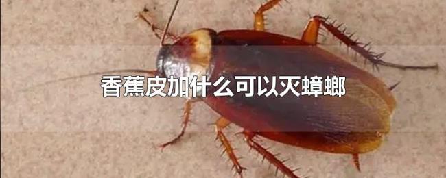 香蕉皮加什么可以灭蟑螂 香蕉皮加什么可以灭蟑螂