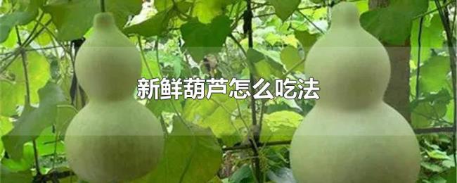 新鲜葫芦怎么吃法