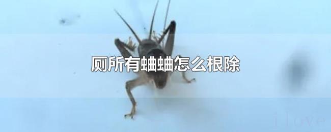 厕所有蛐蛐怎么根除 厕所有蛐蛐怎么根除