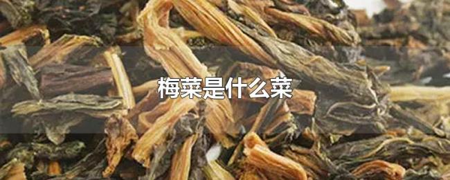 梅菜是什么菜 梅菜是什么菜