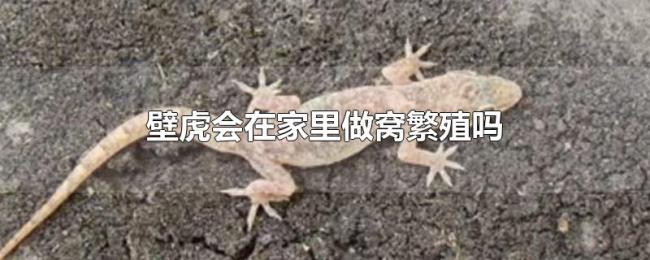 壁虎会在家里做窝繁殖吗 壁虎会在家里做窝繁殖吗