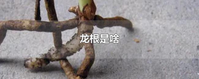 龙根是啥 龙根是啥