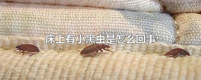 床上有小黑虫是怎么回事 床上有小黑虫是怎么回事