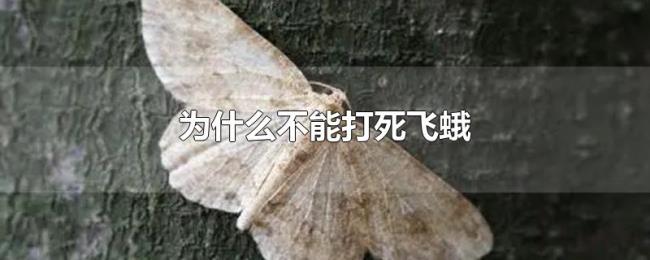 为什么不能打死飞蛾 为什么不能打死飞蛾