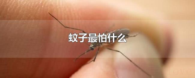 蚊子最怕什么