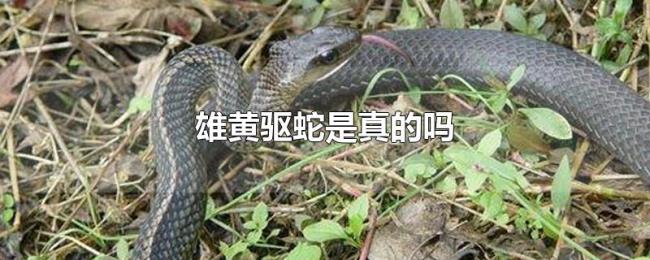 雄黄驱蛇是真的吗 雄黄驱蛇是真的吗