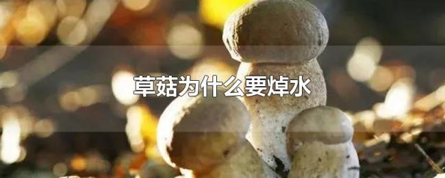 草菇为什么要焯水