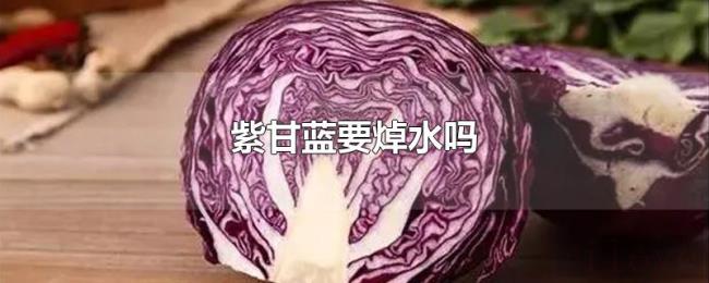 紫甘蓝要焯水吗