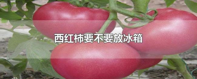 西红柿要不要放冰箱 西红柿要不要放冰箱