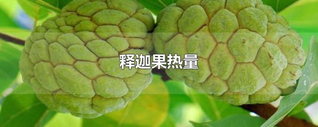 释迦果热量