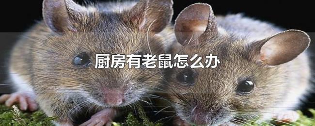 厨房有老鼠怎么办 厨房有老鼠怎么办