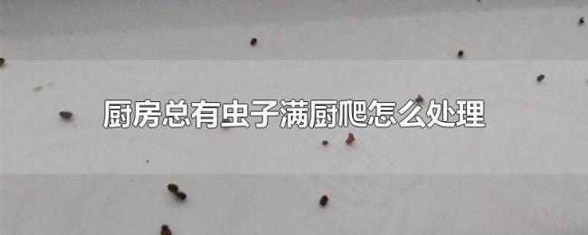 厨房总有虫子满厨爬怎么处理