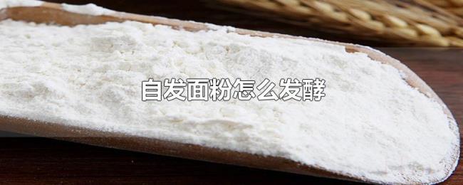 自发面粉怎么发酵 自发面粉怎么发酵
