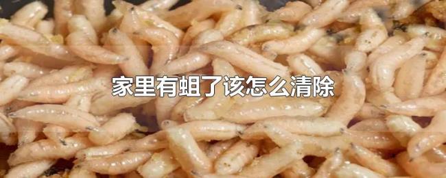 家里有蛆了该怎么清除