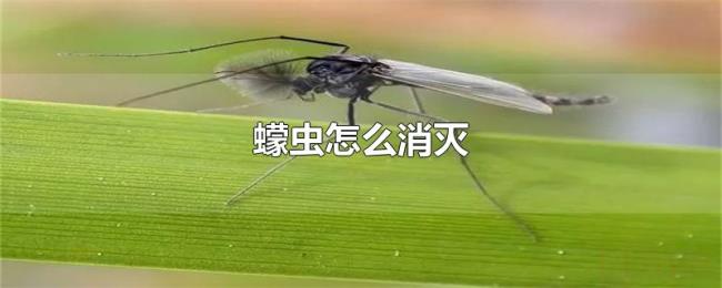 蠓虫怎么消灭 蠓虫怎么消灭