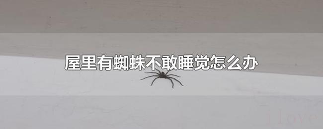 屋里有蜘蛛不敢睡觉怎么办 屋里有蜘蛛不敢睡觉怎么办