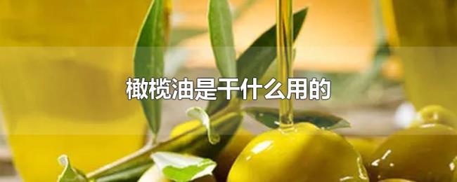 橄榄油是干什么用的 橄榄油是干什么用的
