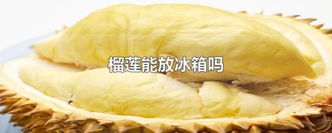 榴莲能放冰箱吗 榴莲能放冰箱吗