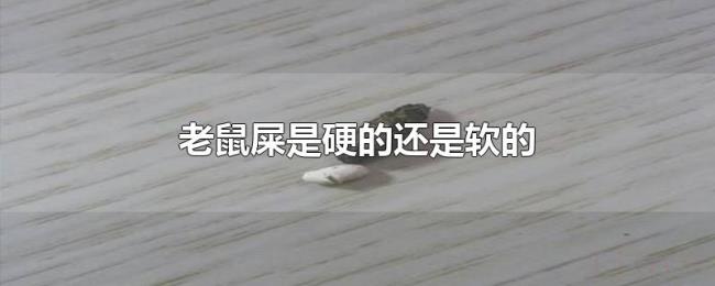 老鼠屎是硬的还是软的 老鼠屎是硬的还是软的