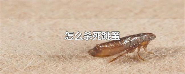 怎么杀死跳蚤