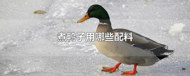 煮鸭子用哪些配料