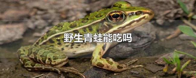 野生青蛙能吃吗