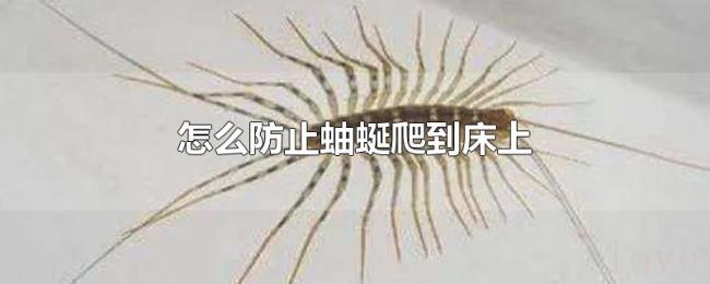 怎么防止蚰蜒爬到床上
