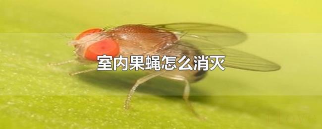 室内果蝇怎么消灭
