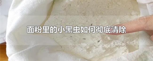 面粉里的小黑虫如何彻底清除