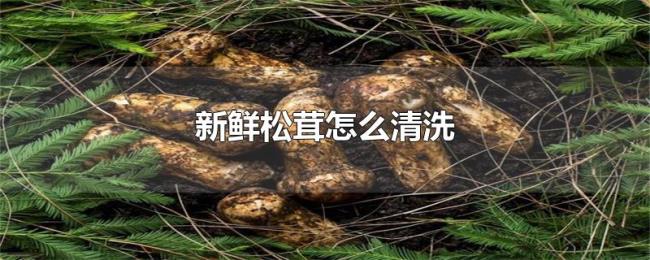 新鲜松茸怎么清洗