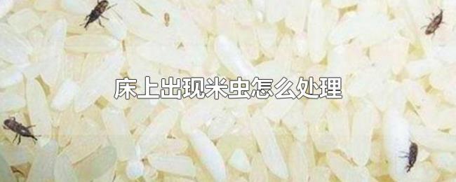 床上出现米虫怎么处理 床上出现米虫怎么处理