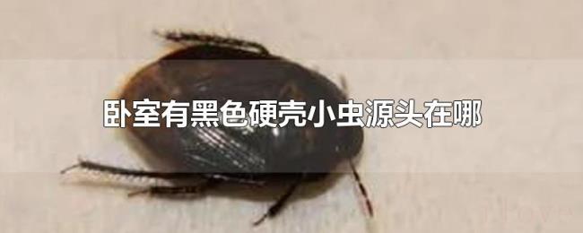 卧室有黑色硬壳小虫源头在哪