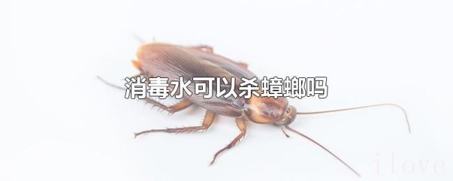 消毒水可以杀蟑螂吗