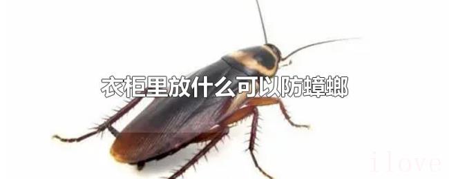 衣柜里放什么可以防蟑螂