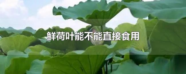 鲜荷叶能不能直接食用 鲜荷叶能不能直接食用