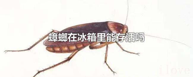 蟑螂在冰箱里能存活吗 蟑螂在冰箱里能存活吗