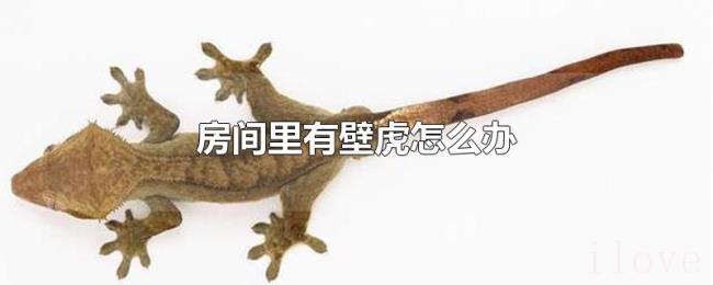 房间里有壁虎怎么办