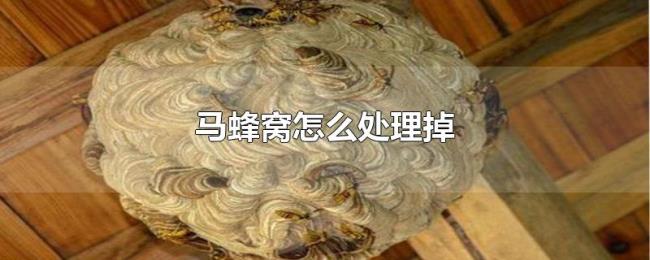 马蜂窝怎么处理掉 马蜂窝怎么处理掉