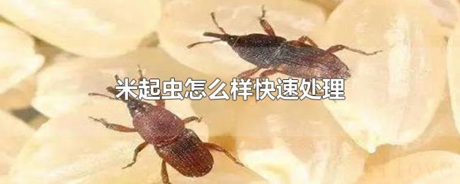 米起虫怎么样快速处理 米起虫怎么样快速处理