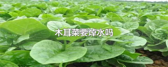 木耳菜要焯水吗