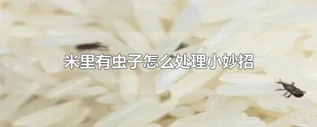米里有虫子怎么处理小妙招